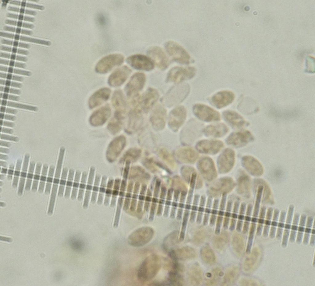 Crosta soffice bianca (Fibulomyces mutabilis)